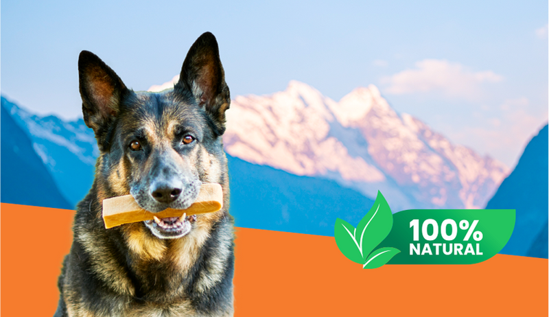 Why Himalayan Hard Cheese Is the Ideal Dog Chew