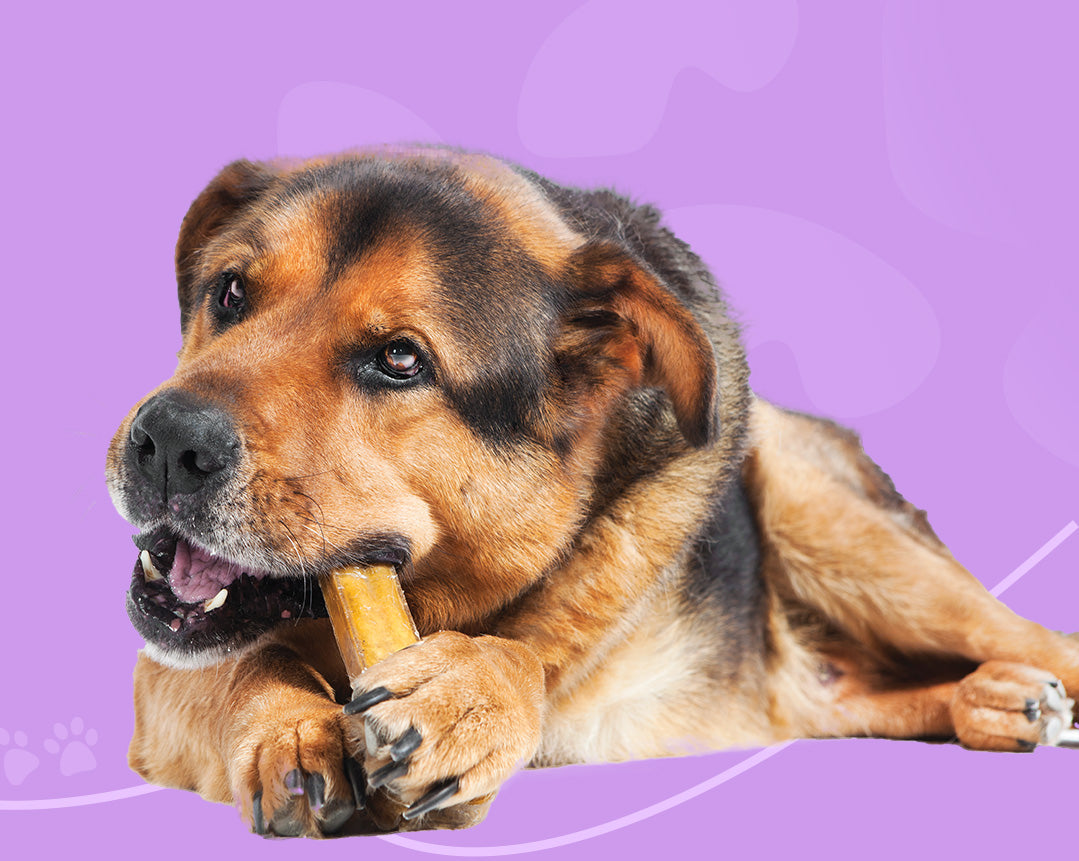 Wellness in Every Chew