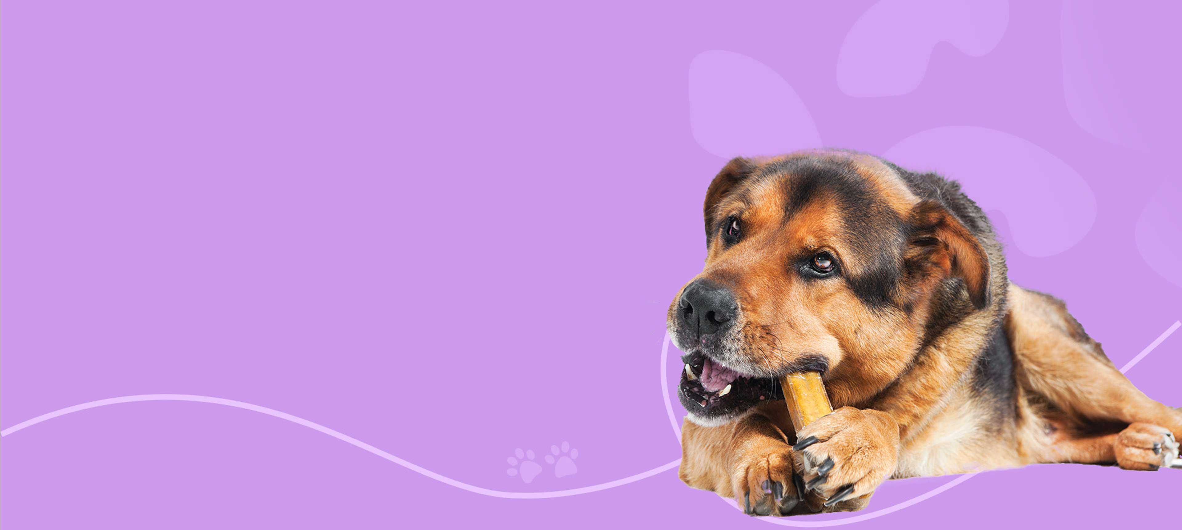 Wellness in Every Chew