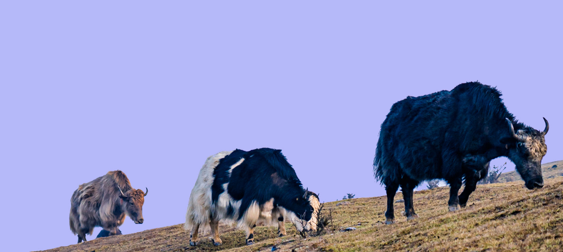 Exceptional Chews, Rooted in Tradition