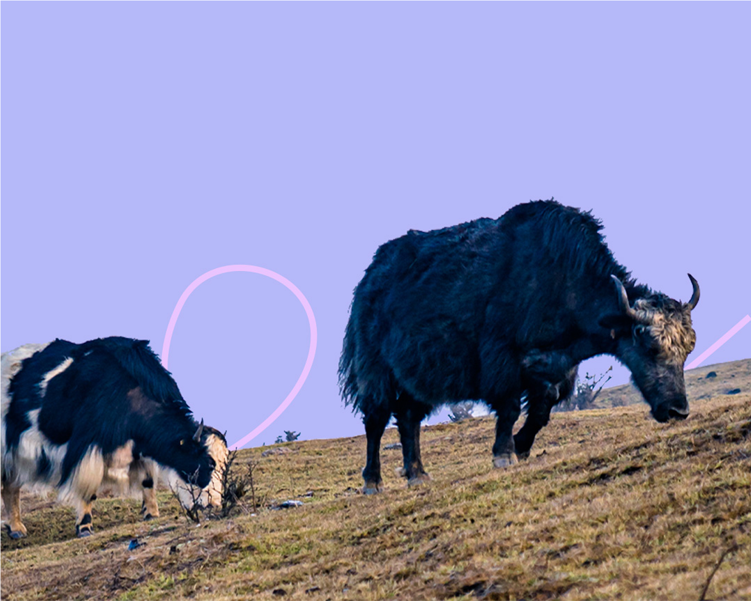 Exceptional Chews, Rooted in Tradition