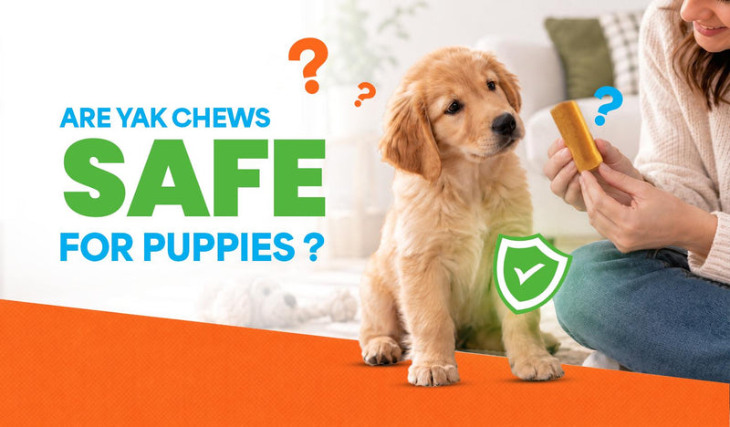 Are Yak Chews Safe for Puppies? Age, Teething & Chewing Guidelines