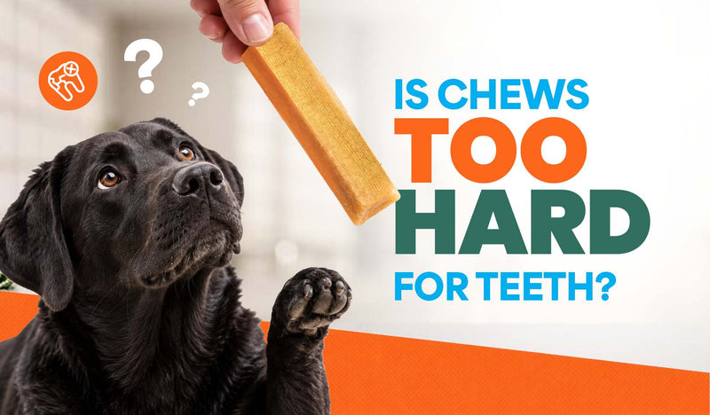 Can Yak Chews Break a Dog’s Teeth? Risks & Safer Chewing Tips