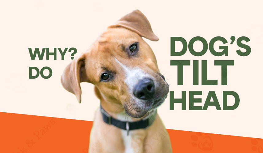 Why Do Dogs Tilt Their Heads? The Surprising Science Behind the Cute Gesture