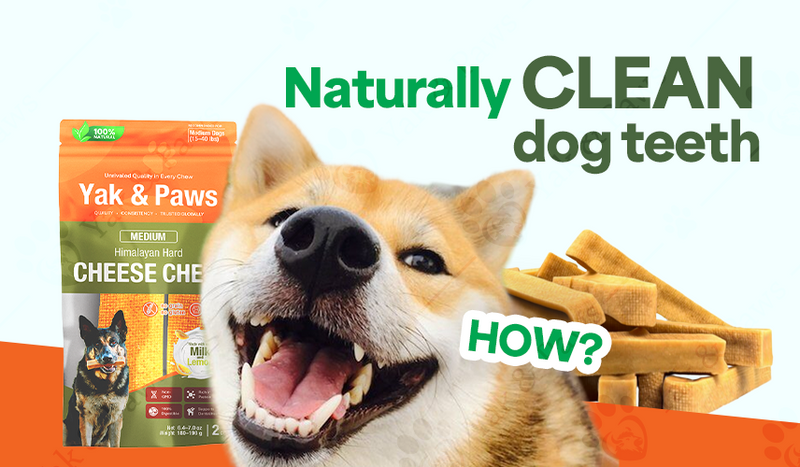 Chewing: The Natural Way to Keep Your Dog’s Teeth Clean