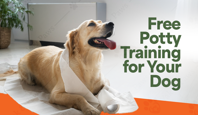 Stress-Free Potty Training for Your Dog