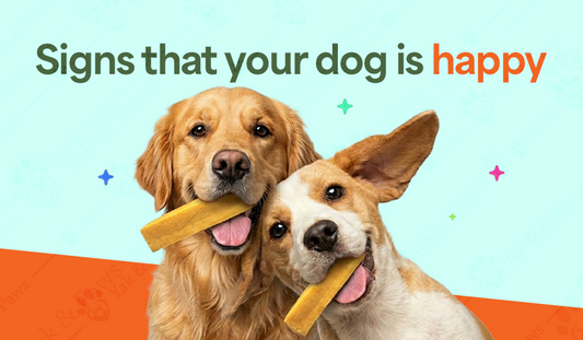 How to Tell if Your Dog Is Happy