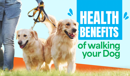 Big Dog & Little Dog Chat: Why Daily Dog Walks Are Pawsome for Pup and Human Health