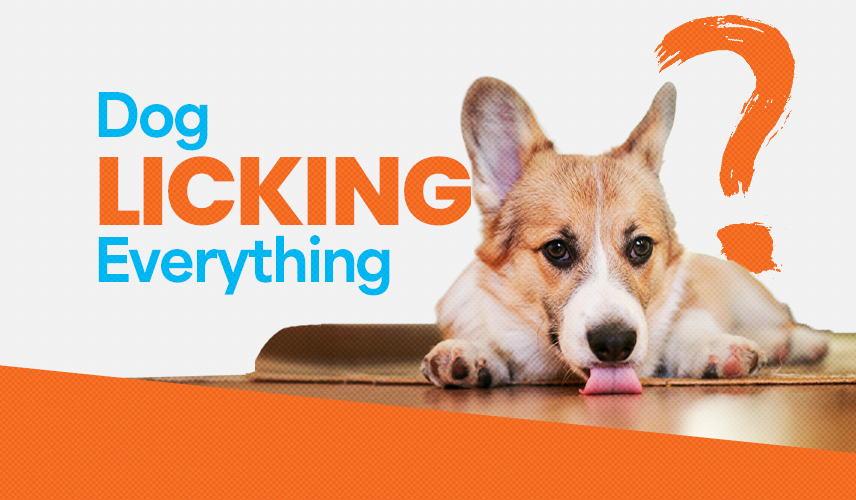 Why Does My Dog Lick Everything?