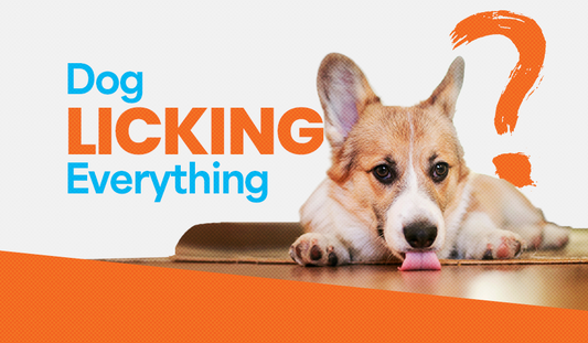 Why Does My Dog Lick Everything?