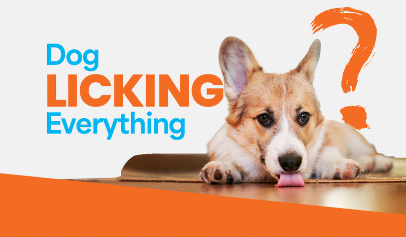 Why Does My Dog Lick Everything?