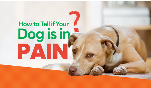 How to tell if your Dog is in pain