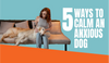 Top 5 Ways to Calm an Anxious Dog