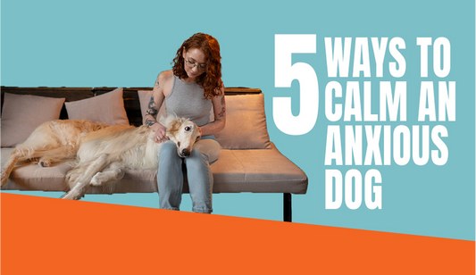 Top 5 Ways to Calm an Anxious Dog
