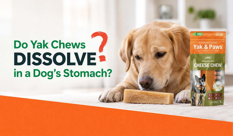Do Yak Chews Dissolve in a Dog’s Stomach? What Dog Parents Should Know