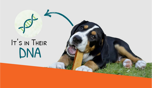 Why Do Dogs Have an Instinct to Chew?