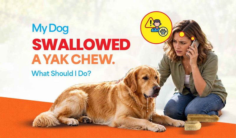 My Dog Swallowed a Yak Chew. What Should I Do?