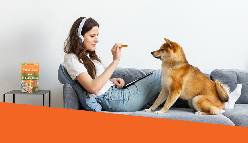 How to Keep Your Dog Busy Indoors: 10 Fun Boredom Busters for Rainy or Lazy Days