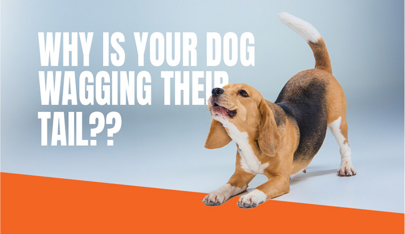 Why Do Dogs Wag Their Tails? The Science Behind the Gesture