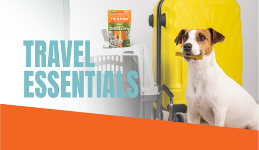 Top Dog Travel Essentials for Road Trips and Car Rides